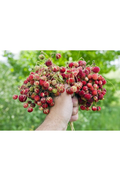 Суниця гібридна Мускатна дрібні червоні ягоди